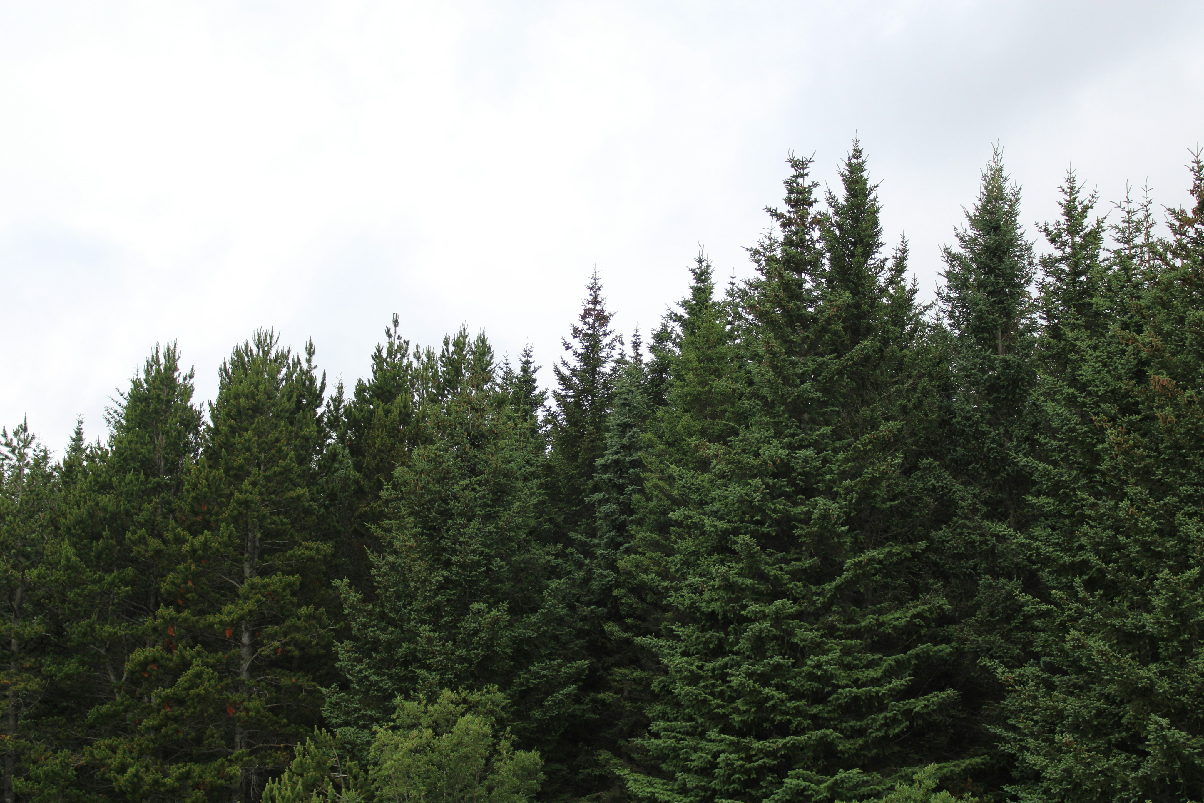 Elgus Nature Retreat