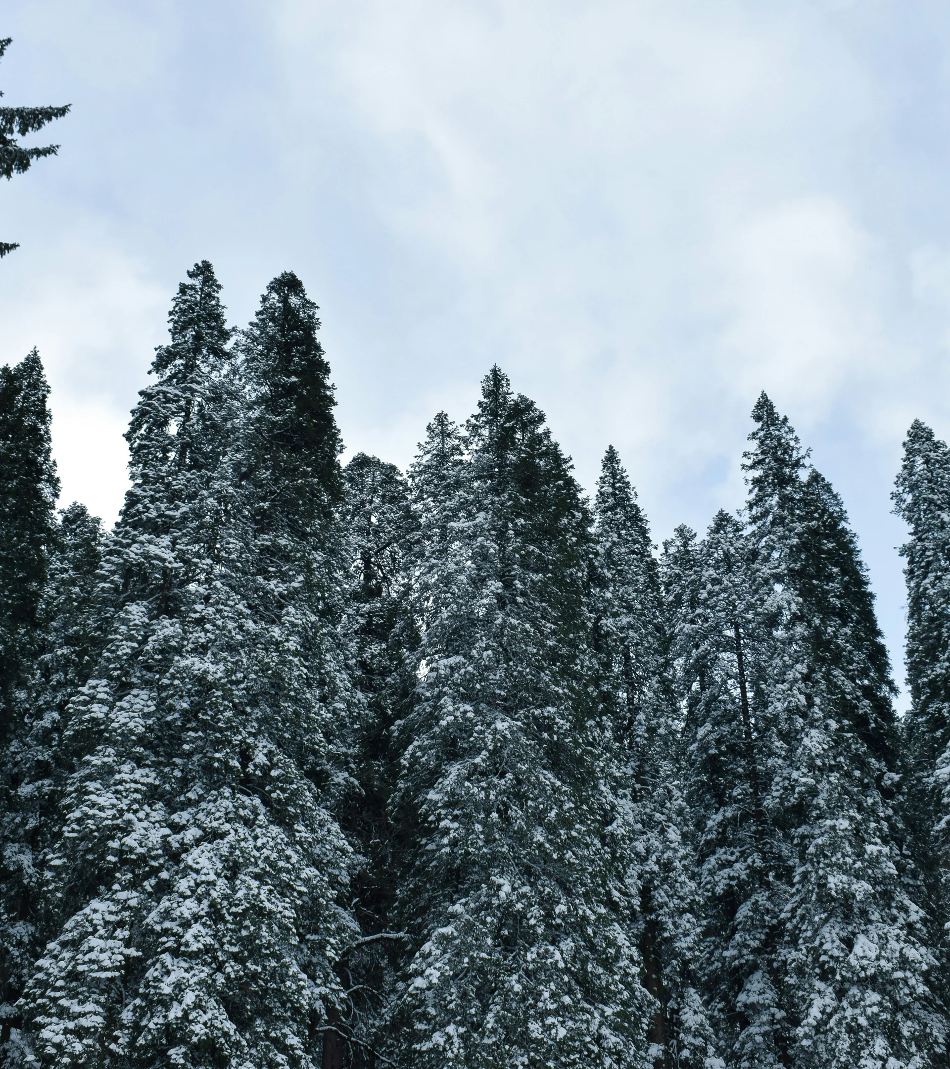 Alberi di conifere coperti di neve sotto un cielo nuvoloso