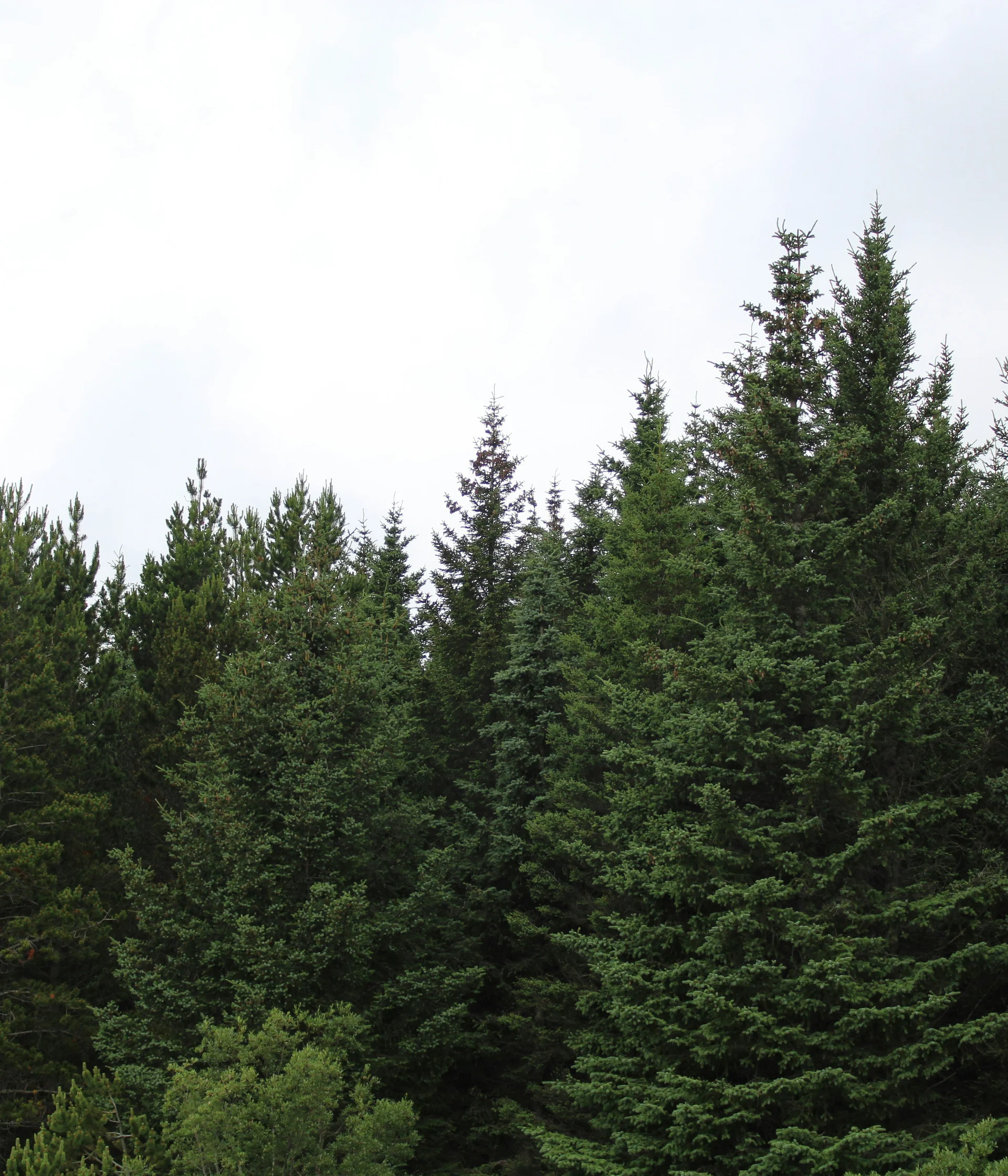 Day spa in Trentino, all’Elgus Alberi di conifere verdi in una foresta sotto un cielo nuvoloso