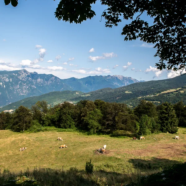 Le foto dell’Elgus Nature Retreat Prato con mucche al pascolo e montagne sullo sfondo sotto un cielo azzurro