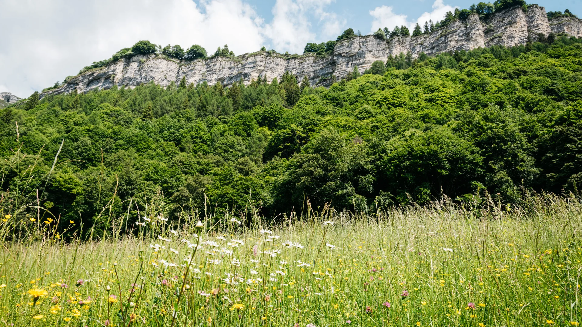 Elgus: hotel a 4 stelle in Trentino Prato fiorito con alberi verdi e scogliera rocciosa sotto un cielo nuvoloso