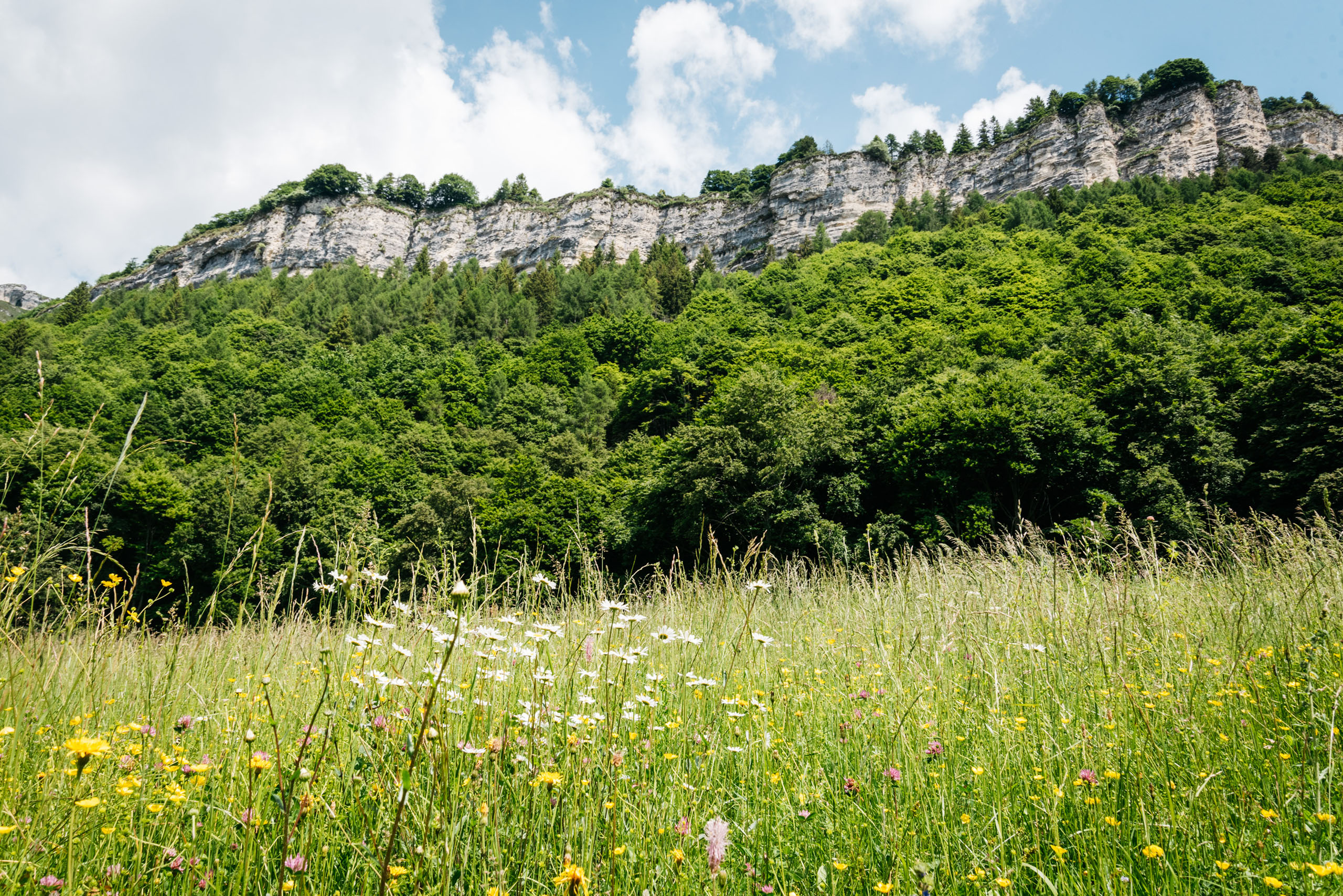 Le foto dell’Elgus Nature Retreat Prato fiorito con alberi verdi e scogliera rocciosa sotto un cielo nuvoloso